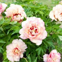 Paeonia 'Callie's Memory' 9 Paeonia 'Callie's Memory' -UK Garden Plants Sales 2024 peony callies memory 3 scaled