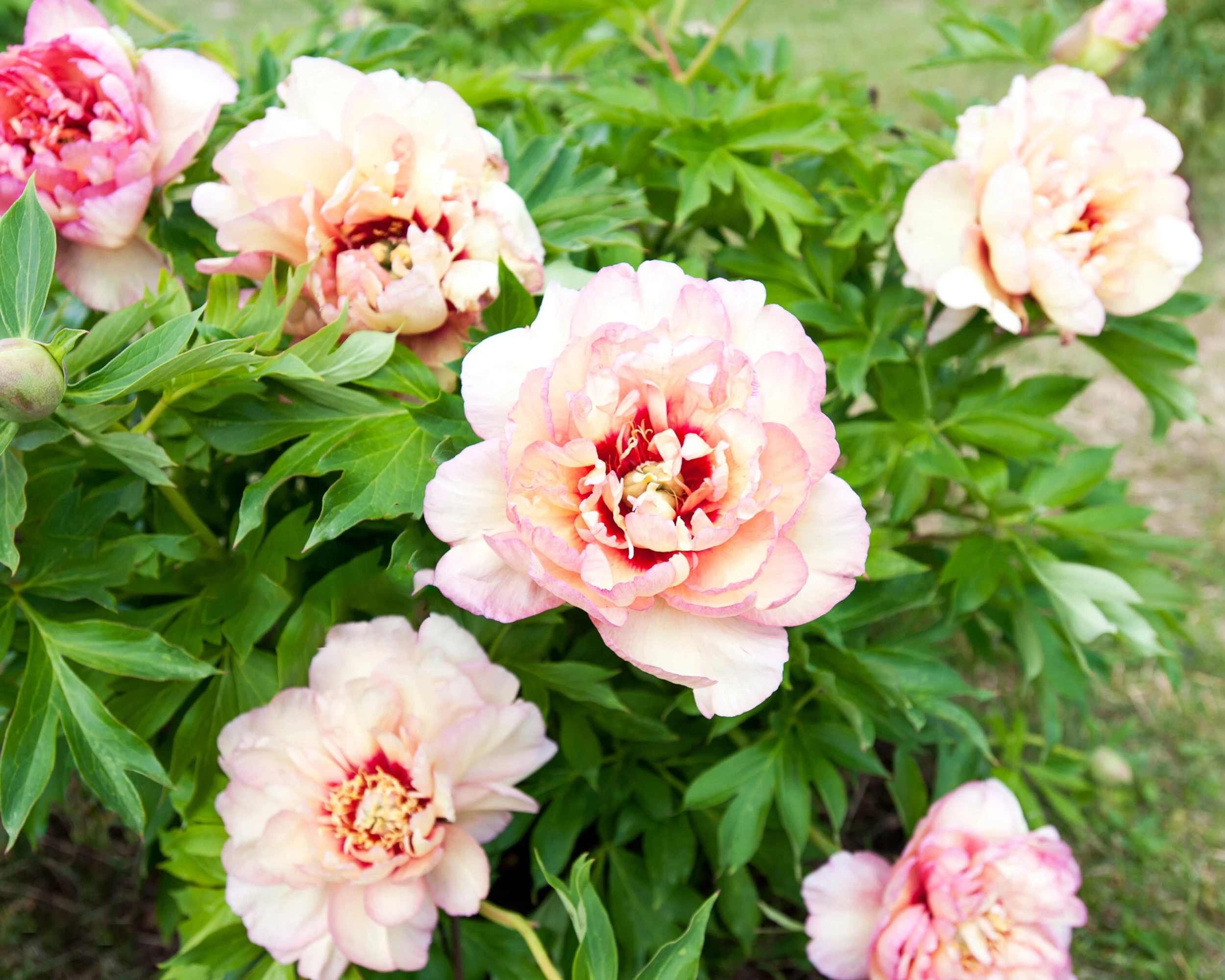 Paeonia 'Callie's Memory' 5 Paeonia 'Callie's Memory' - Image 3
