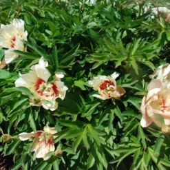 Paeonia 'Callie's Memory' 10 Paeonia 'Callie's Memory' -UK Garden Plants Sales 2024 peony callies memory 4 scaled