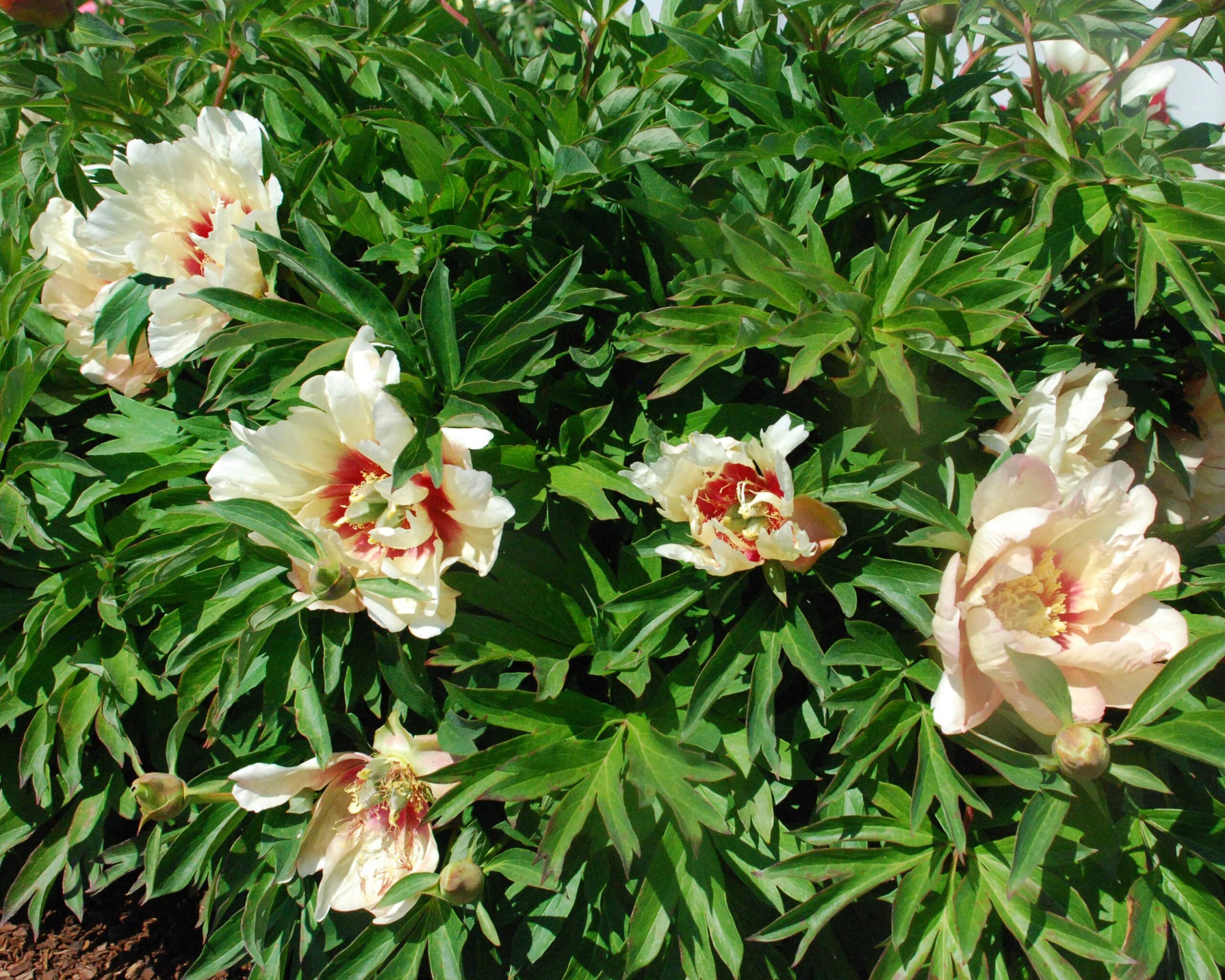 Paeonia 'Callie's Memory' 6 Paeonia 'Callie's Memory' - Image 4