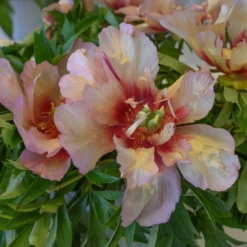 Paeonia 'Callie's Memory' 11 Paeonia 'Callie's Memory' -UK Garden Plants Sales 2024 peony callies memory 5 scaled