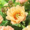 Paeonia 'Canary Brilliants' -UK Garden Plants Sales 2024 peony canary brilliants 2