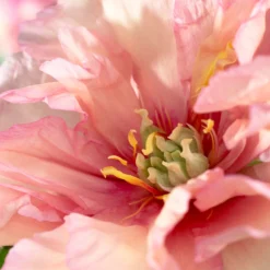 Paeonia 'Canary Brilliants' -UK Garden Plants Sales 2024 peony canary brilliants 3