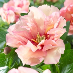Paeonia 'Canary Brilliants' -UK Garden Plants Sales 2024 peony canary brilliants 4