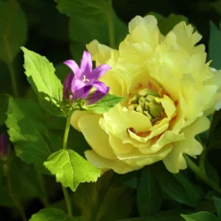 Paeonia 'Canary Brilliants' -UK Garden Plants Sales 2024 peony canary brilliants 5 scaled