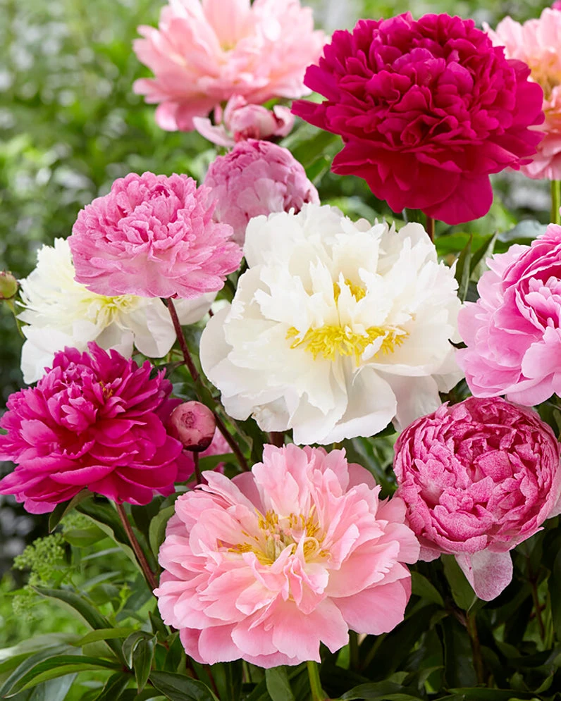 Peony Collection 'Colourburst' 3 Peony Collection 'Colourburst'