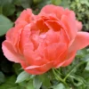 Paeonia 'Coral Charm' -UK Garden Plants Sales 2024 peony coral charm 0