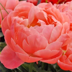 Paeonia 'Coral Charm' -UK Garden Plants Sales 2024 peony coral charm 1
