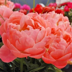 Paeonia 'Coral Charm' -UK Garden Plants Sales 2024 peony coral charm 2 scaled