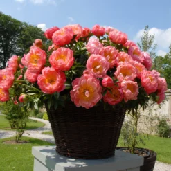 Paeonia 'Coral Charm' -UK Garden Plants Sales 2024 peony coral charm 4 scaled