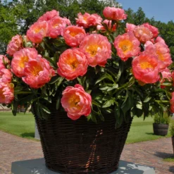 Paeonia 'Coral Charm' -UK Garden Plants Sales 2024 peony coral charm 5