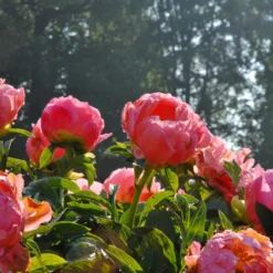 Paeonia 'Coral Charm' -UK Garden Plants Sales 2024 peony coral charm 6 scaled