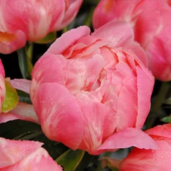 Paeonia 'Coral Charm' -UK Garden Plants Sales 2024 peony coral charm 7 scaled