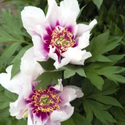 Paeonia 'Cora Louise' 10 Paeonia 'Cora Louise' -UK Garden Plants Sales 2024 peony coral louise 1 scaled