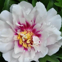 Paeonia 'Cora Louise' 11 Paeonia 'Cora Louise' -UK Garden Plants Sales 2024 peony coral louise 3