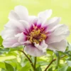 Paeonia 'Cora Louise' -UK Garden Plants Sales 2024 peony coral louise 4