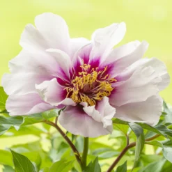 Paeonia 'Cora Louise'