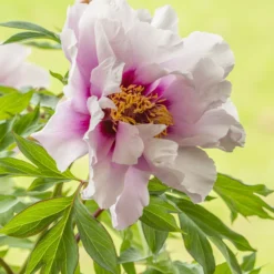 Paeonia 'Cora Louise' 12 Paeonia 'Cora Louise' -UK Garden Plants Sales 2024 peony coral louise 5
