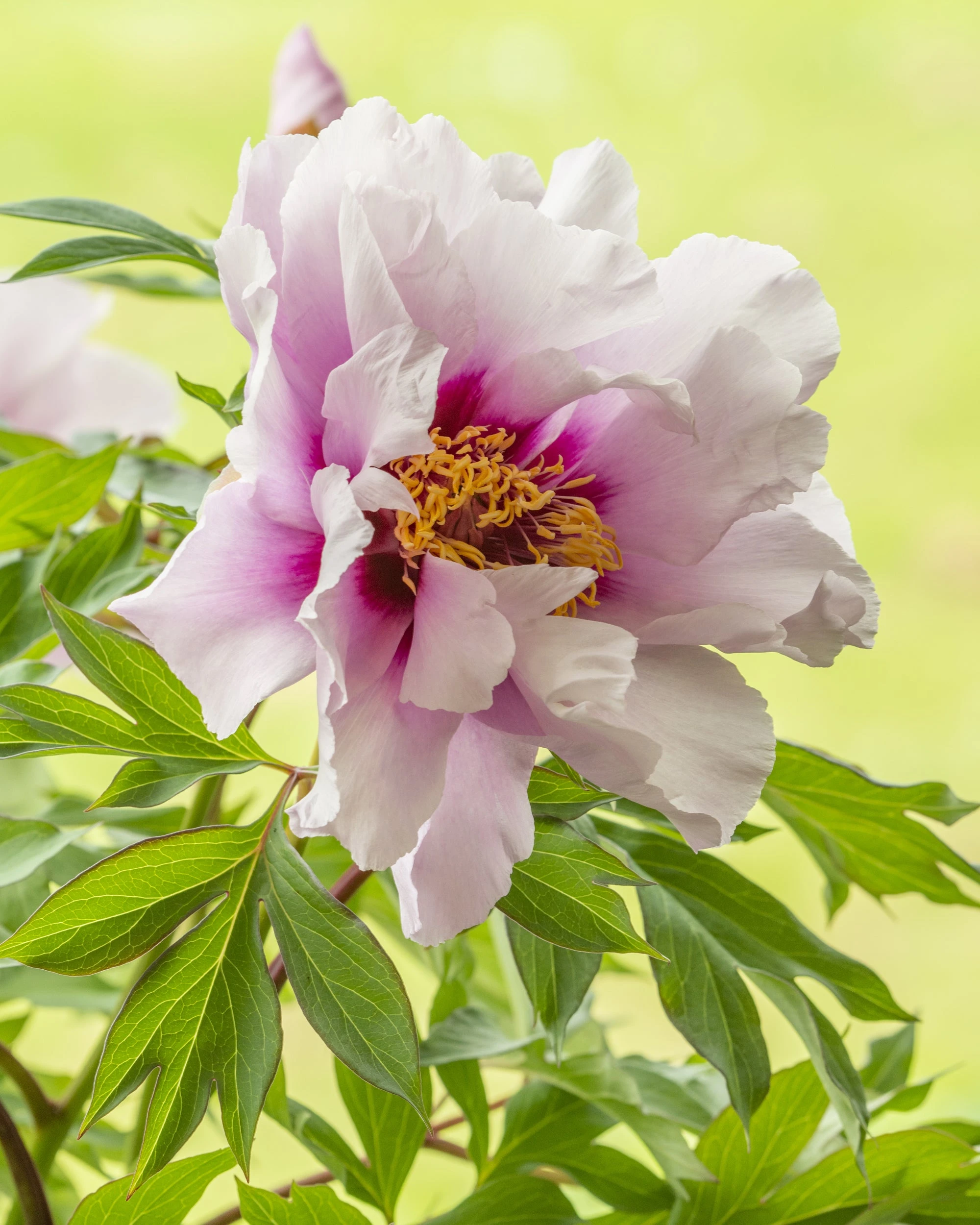 Paeonia 'Cora Louise' 7 Paeonia 'Cora Louise' - Image 6