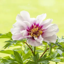 Paeonia 'Cora Louise' 9 Paeonia 'Cora Louise' -UK Garden Plants Sales 2024 peony coral louise 6 scaled