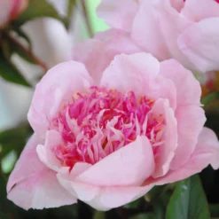 Paeonia 'Do Tell' 15 Paeonia 'Do Tell' -UK Garden Plants Sales 2024 peony do tell 2 scaled