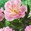 Paeonia 'Do Tell' 2 Paeonia 'Do Tell' -UK Garden Plants Sales 2024 peony do tell 3