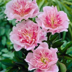 Paeonia 'Do Tell' 16 Paeonia 'Do Tell' -UK Garden Plants Sales 2024 peony do tell 4