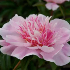 Paeonia 'Do Tell' 17 Paeonia 'Do Tell' -UK Garden Plants Sales 2024 peony do tell 5