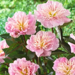 Paeonia 'Do Tell' 14 Paeonia 'Do Tell' -UK Garden Plants Sales 2024 peony do tell 6