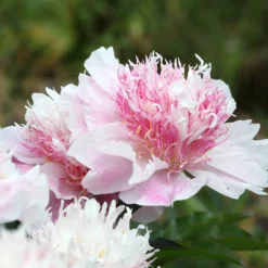 Paeonia 'Do Tell' 12 Paeonia 'Do Tell' -UK Garden Plants Sales 2024 peony do tell 7 scaled