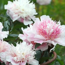 Paeonia 'Do Tell' 13 Paeonia 'Do Tell' -UK Garden Plants Sales 2024 peony do tell 8 scaled