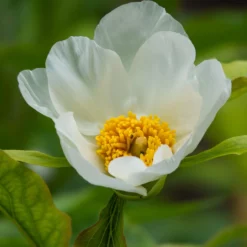 Paeonia Emodi 18 Paeonia Emodi -UK Garden Plants Sales 2024 peony emodi 1 scaled