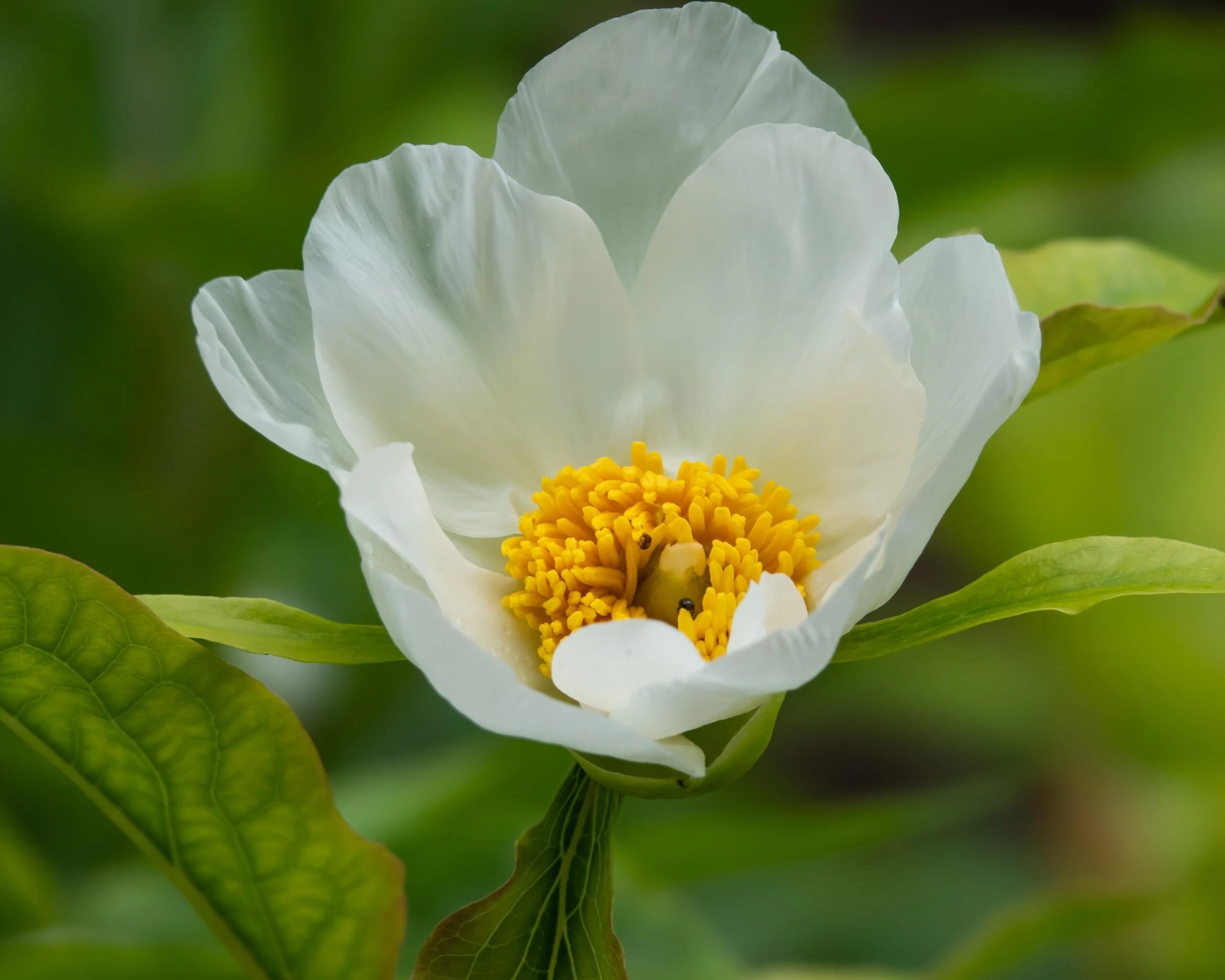 Paeonia Emodi 8 Paeonia Emodi - Image 6