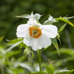 Paeonia Emodi 19 Paeonia Emodi -UK Garden Plants Sales 2024 peony emodi 2