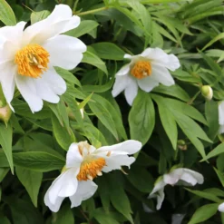 Paeonia Emodi 17 Paeonia Emodi -UK Garden Plants Sales 2024 peony emodi 3 scaled