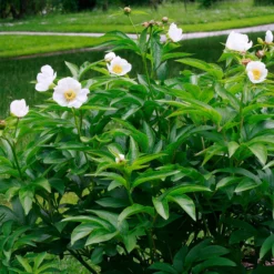 Paeonia Emodi 15 Paeonia Emodi -UK Garden Plants Sales 2024 peony emodi 4 scaled