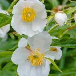 Paeonia Emodi 16 Paeonia Emodi -UK Garden Plants Sales 2024 peony emodi 5 scaled