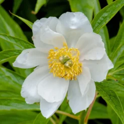 Paeonia Emodi 21 Paeonia Emodi -UK Garden Plants Sales 2024 peony emodi 6 scaled