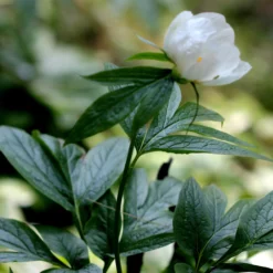 Paeonia Emodi 20 Paeonia Emodi -UK Garden Plants Sales 2024 peony emodi 7 scaled