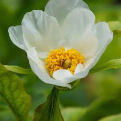 Paeonia Emodi 23 Paeonia Emodi -UK Garden Plants Sales 2024 peony emodi 8 scaled