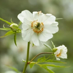 Paeonia Emodi 22 Paeonia Emodi -UK Garden Plants Sales 2024 peony emodi 9 scaled