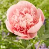 Paeonia 'Etched Salmon' -UK Garden Plants Sales 2024 peony etched salmon 1