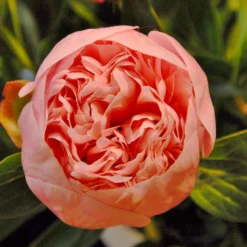 Paeonia 'Etched Salmon' -UK Garden Plants Sales 2024 peony etched salmon 2