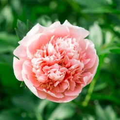 Paeonia 'Etched Salmon' -UK Garden Plants Sales 2024 peony etched salmon 3