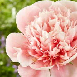 Paeonia 'Etched Salmon' -UK Garden Plants Sales 2024 peony etched salmon 4