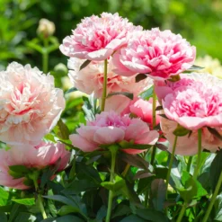Paeonia 'Etched Salmon' -UK Garden Plants Sales 2024 peony etched salmon 5 scaled