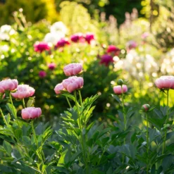 Paeonia 'Etched Salmon' -UK Garden Plants Sales 2024 peony etched salmon 6 scaled