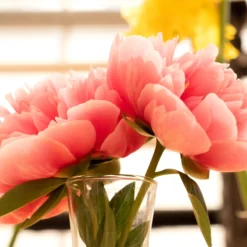 Paeonia 'Etched Salmon' -UK Garden Plants Sales 2024 peony etched salmon 7 scaled