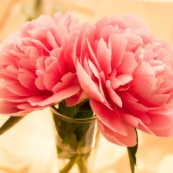 Paeonia 'Etched Salmon' -UK Garden Plants Sales 2024 peony etched salmon 8 scaled