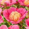 Paeonia 'Flame' -UK Garden Plants Sales 2024 peony flame 0